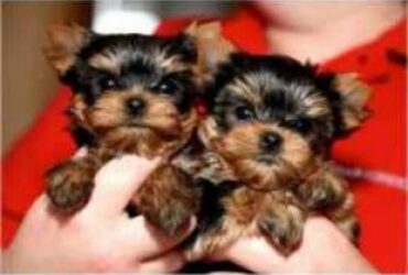 GORGEOUS YORKIE PUPPIES Text /call (330) 910 0534