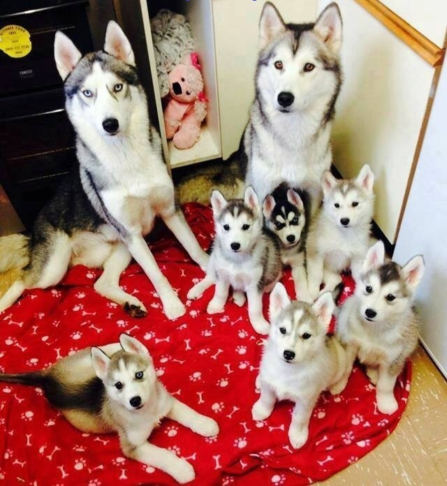 Top home raised Siberian Husky Puppies.