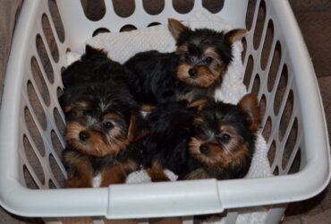 Lovely AKC Yorkshire Terrier Puppies