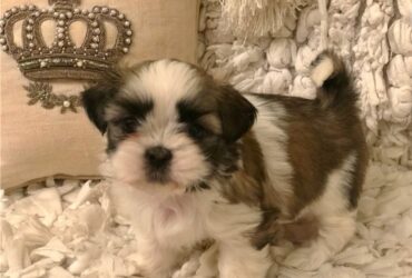 Shih Tzu Puppies available now