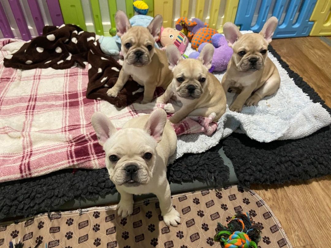 French Bulldog puppies available.