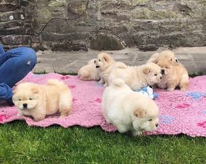 Fantastic Chow Chow Puppies Ready