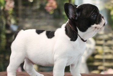 Charming  male and females french bulldog puppies available