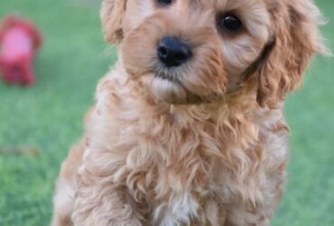 We are very pleased to announce we have a lovely litter of CAVAPOO puppies