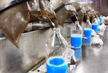 HORSESHOE CRAB BLOOD FOR SALE