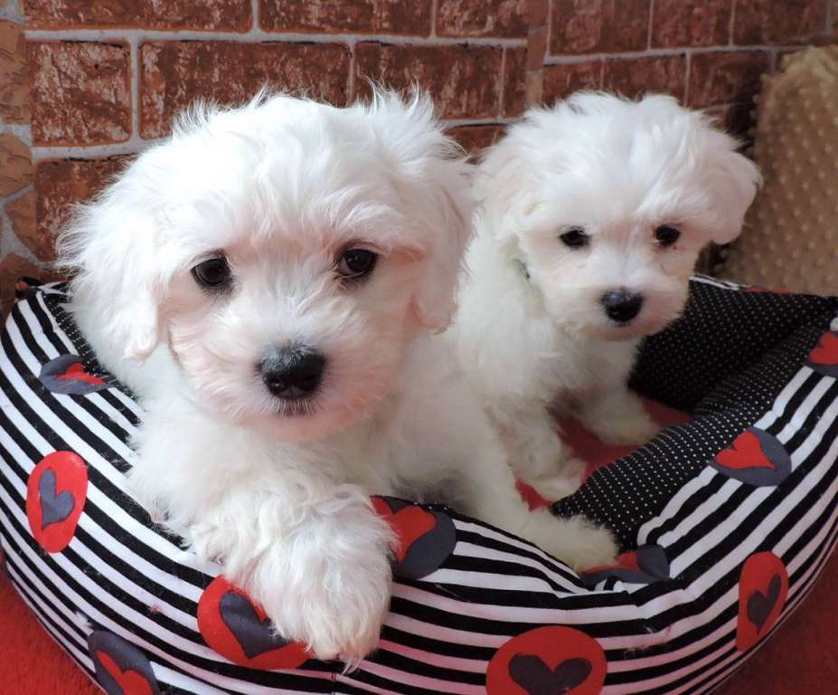 Gorgeous Teacup Maltese puppies(781) 954-0763