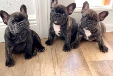 French Bulldog Pups For Sale Text : (330) 910 0534