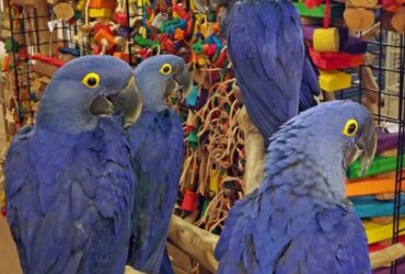 Hyacinth Macaws for Sale,