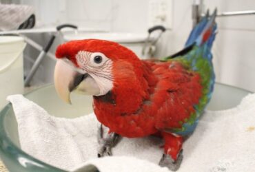 Green Wing Macaws for Sale,