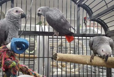 African Grey Timneh Parrots for Sale,