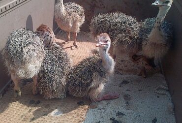 Healthy ostrich and quail chicks and fertile eggs for hatching
