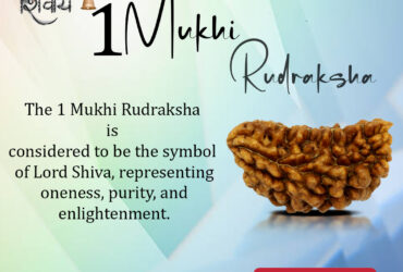 Buy 1 Mukhi Rudraksha From Rashi Ratan Bhagya