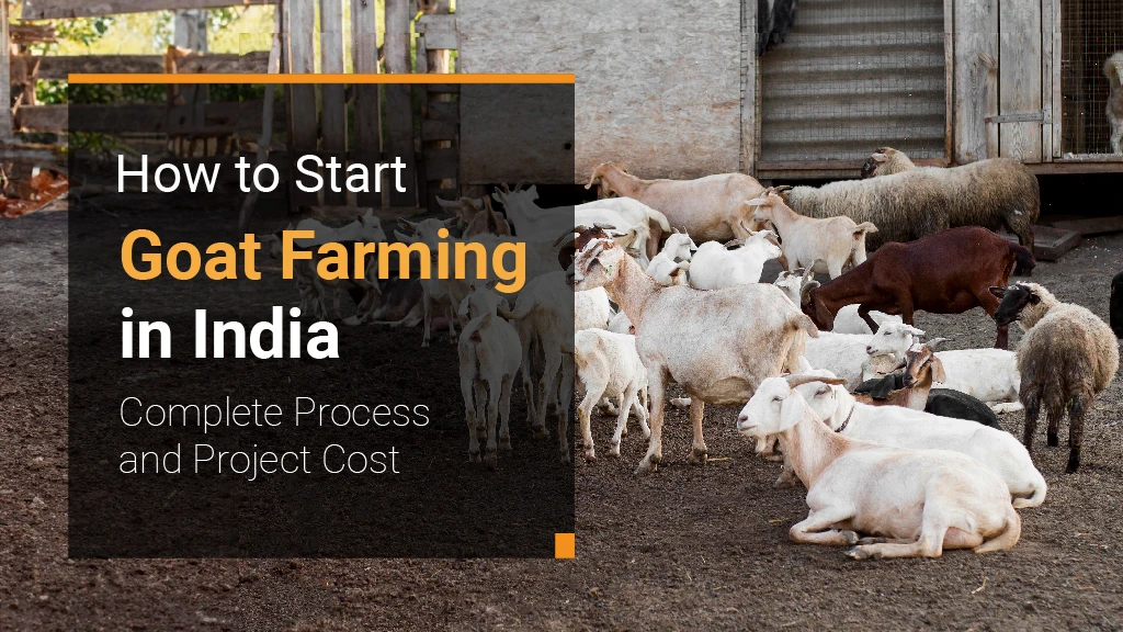 How to Start Goat Farming in India