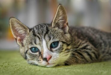 Need to buy kittens in Mumbai ? MyKitten is the best place